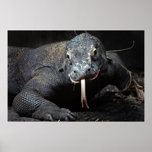 komodo dragon tong uit de steek poster (Voorkant)