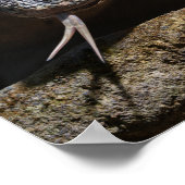 Komodo dragon toont zijn voorgekookte tong poster (Hoek)