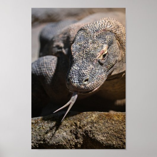 Komodo dragon toont zijn voorgekookte tong poster (Voorkant)