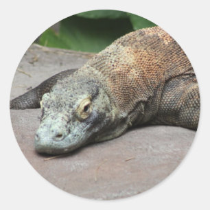 Komodo dragon (Varanus komodoensis), Ronde Sticker
