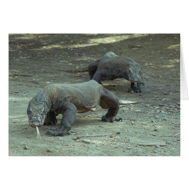 Komodo Dragons (Voorkant Horizontaal)