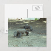 Komodo Dragons Briefkaart (Voorkant / Achterkant)