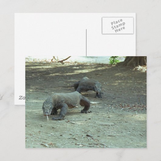 Komodo Dragons Briefkaart (Voorkant / Achterkant)