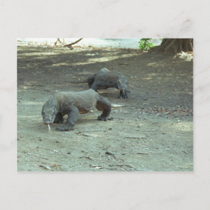 Komodo Dragons Briefkaart