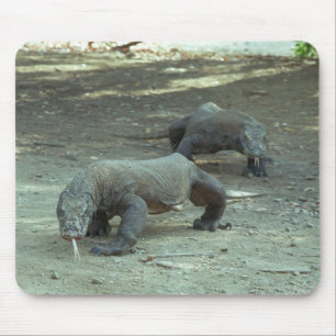 Komodo Dragons Muismat