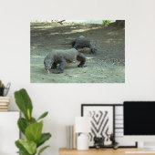 Komodo Dragons Poster (Thuiskantoor)