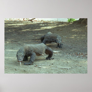 Komodo Dragons Poster