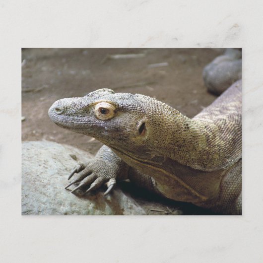 Komodo-profiel Briefkaart (Voorkant)