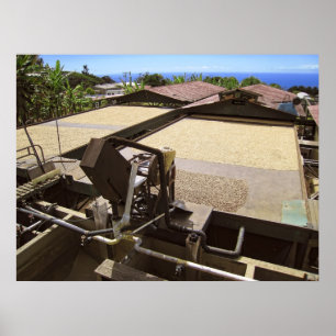 KONA COFFEE DRYT IN DE ZON - HAWAII POSTER