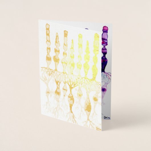 Kone cellen en cellen en bipolaire neuronen van de folie kaarten (Voorkant)