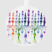 Kone cellen en cellen en bipolaire neuronen van de ornament (voorkant)