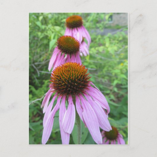 Kone Flower Trio Briefkaart (Voorkant)
