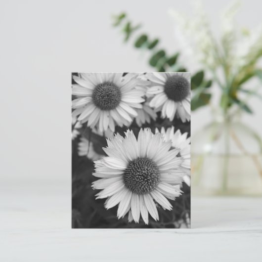 Kone Flowers - Daisy - in zwart-wit Briefkaart (Staand voorkant)