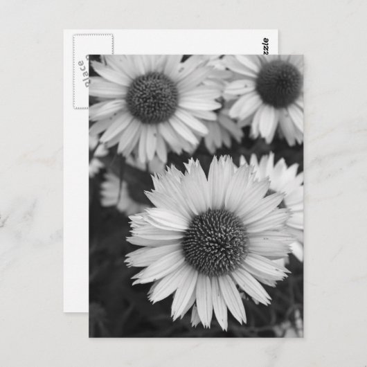 Kone Flowers - Daisy - in zwart-wit Briefkaart (Voorkant / Achterkant)