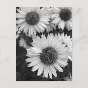 Kone Flowers - Daisy - in zwart-wit Briefkaart