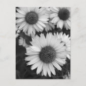 Kone Flowers - Daisy - in zwart-wit Briefkaart (Voorkant)