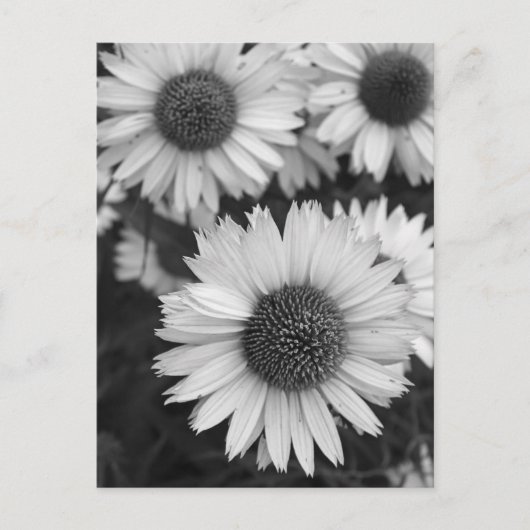 Kone Flowers - Daisy - in zwart-wit Briefkaart (Voorkant)