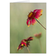 Kone Flowers die beginnen te bloeien