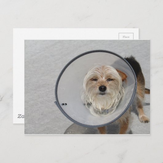 Kone Head Briefkaart (Voorkant / Achterkant)