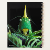 Kone-Headed sprinkhaan Planner (Achterkant)