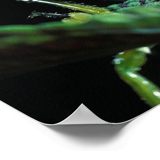 Kone-Headed sprinkhaan Poster (Hoek)