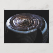 Kone schelp briefkaart (Voorkant)