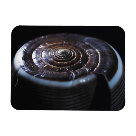 Kone schelp magneet (Horizontaal)