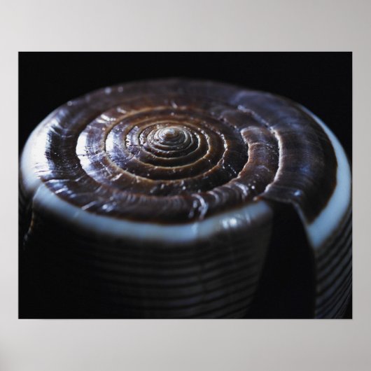 Kone schelp poster (Voorkant)