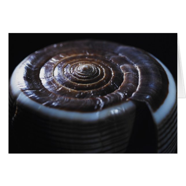 Kone shell (Voorkant Horizontaal)