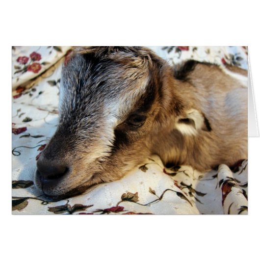 konijn (Voorkant Horizontaal)