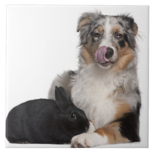 Konijn (1 jaar oud) die naast een Australiër ligt Tegeltje