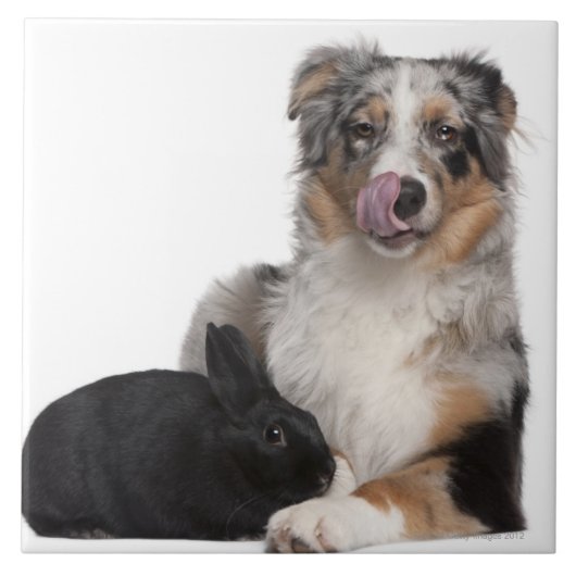 Konijn (1 jaar oud) die naast een Australiër ligt Tegeltje (Voorkant)