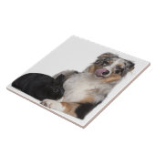 Konijn (1 jaar oud) die naast een Australiër ligt Tegeltje (Zijkant)