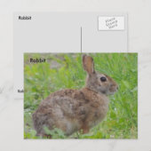 Konijn (A) Briefkaart (Voorkant / Achterkant)