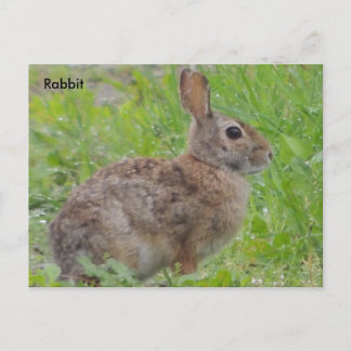 Konijn (A) Briefkaart