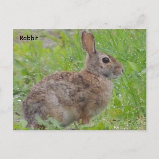 Konijn (A) Briefkaart (Voorkant)