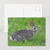 konijn briefkaart (Voorkant / Achterkant)