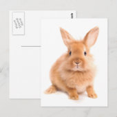 konijn briefkaart (Voorkant / Achterkant)