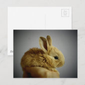 konijn briefkaart (Voorkant / Achterkant)