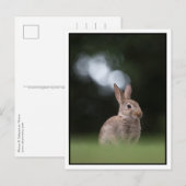 Konijn Briefkaart (Voorkant / Achterkant)