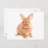 konijn briefkaart (Voorkant / Achterkant)