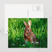 konijn briefkaart (Voorkant / Achterkant)