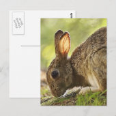 konijn briefkaart (Voorkant / Achterkant)