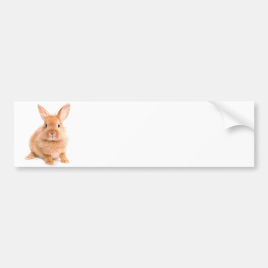 konijn bumpersticker (Voorkant)