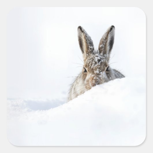 Konijn dat over een sneeuwbank gluurt vierkante sticker (Voorkant)
