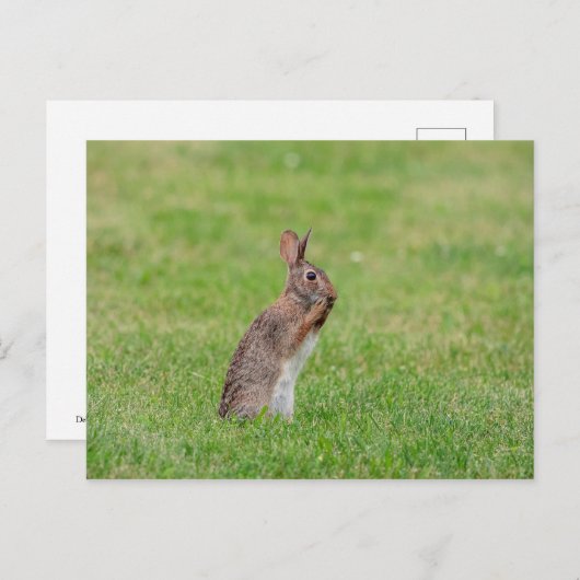 Konijn die in het gras staat en er verlegen uitzie briefkaart (Voorkant / Achterkant)