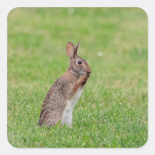 Konijn die in het gras staat en er verlegen uitzie vierkante sticker (Voorkant)