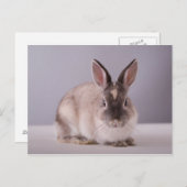 konijn, eenvoudige achtergrond, dierlijke, witte t briefkaart (Voorkant / Achterkant)