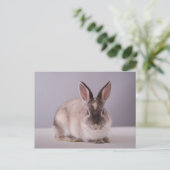 konijn, eenvoudige achtergrond, dierlijke, witte t briefkaart (Staand voorkant)