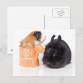 konijn en cavia briefkaart (Voorkant / Achterkant)